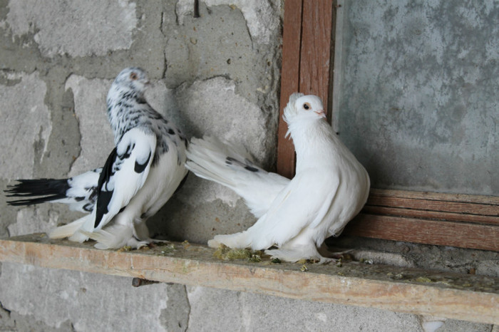 IMG_1644 - Por Rostow