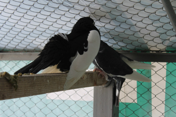 IMG_1661 - Por Rostow