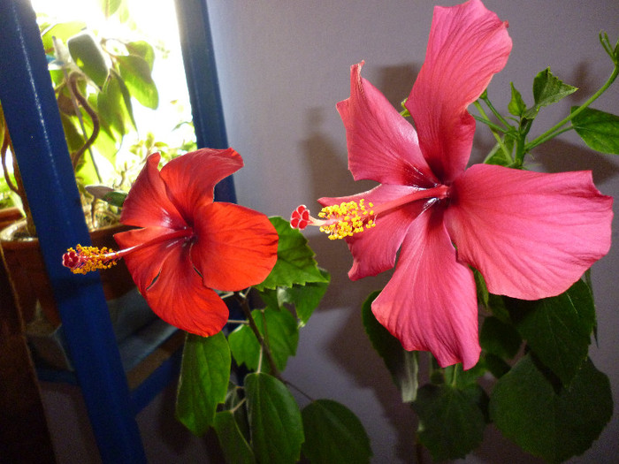 P1000082 - flori iarna 2011-2012