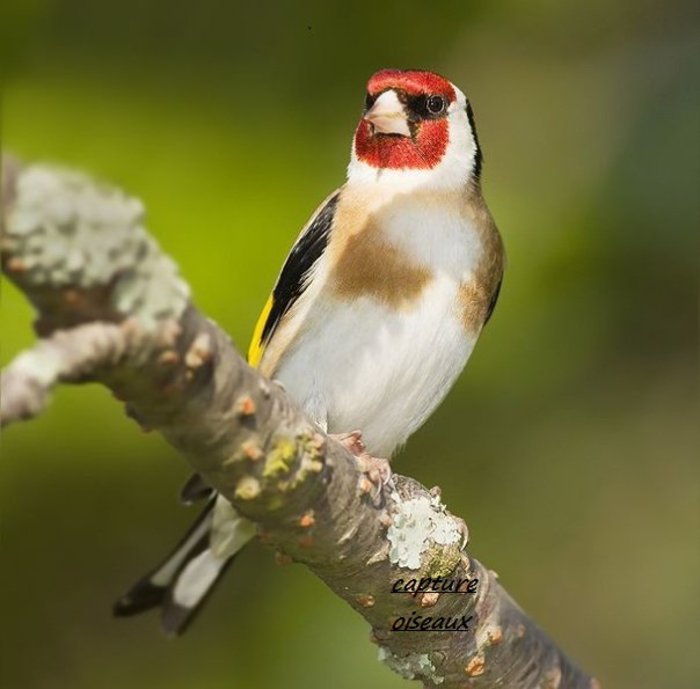 267630_236559376369282_208393189185901_888949_1383437_n