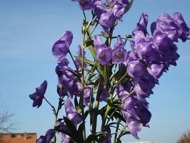 DSC00474 ACONITUM PANICULATUM; OMAG
