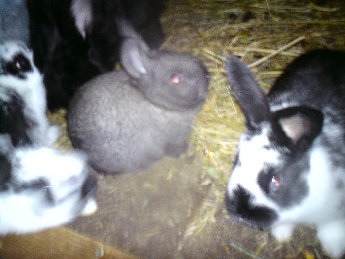 DSC01572 - iepuri
