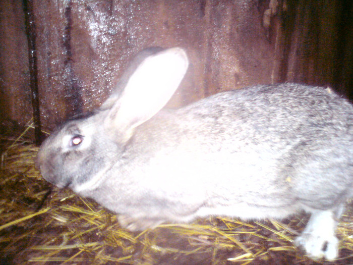 DSC01577 - iepuri