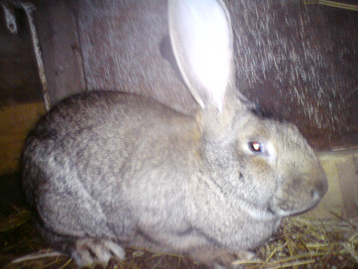 DSC01579 - iepuri