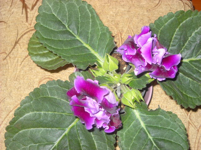 20.02.2012 - 1GLOXINIA-2011