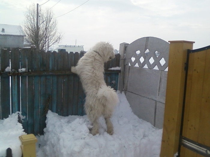 Fotografie-0007 - a CIOBANESTI MIORITICI