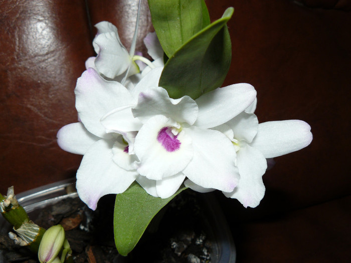 P1020075 - Orhidee