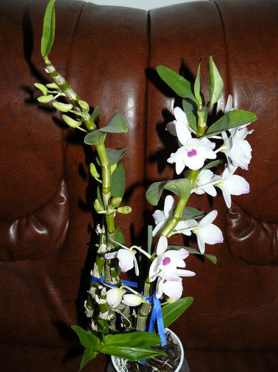 P1020077 - Orhidee