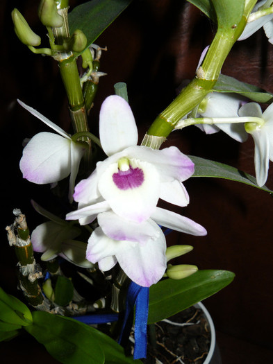 P1020078