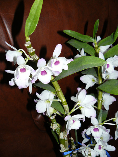 P1020092