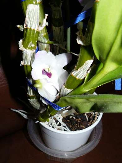 P1020093