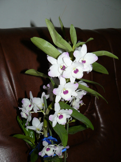P1020094 - Orhidee