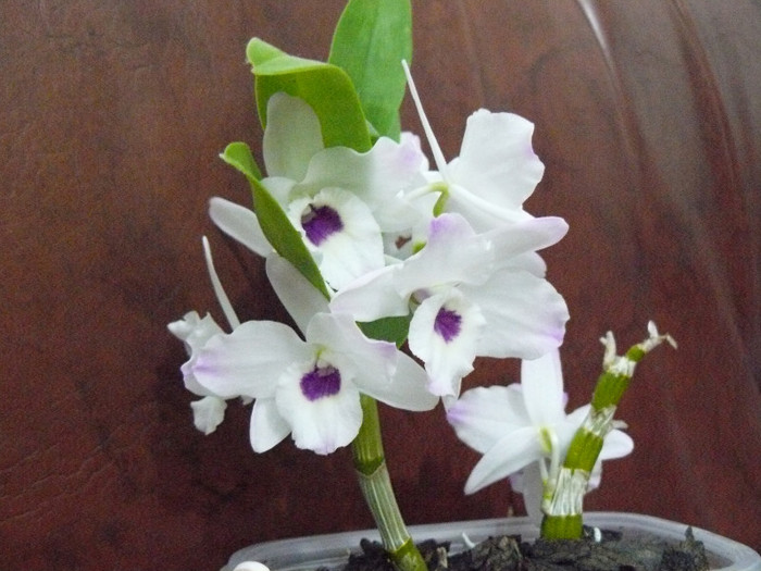 P1020100