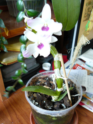 P1020135 - Orhidee