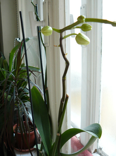 Tija noua cu boboci P1020136 - Orhidee
