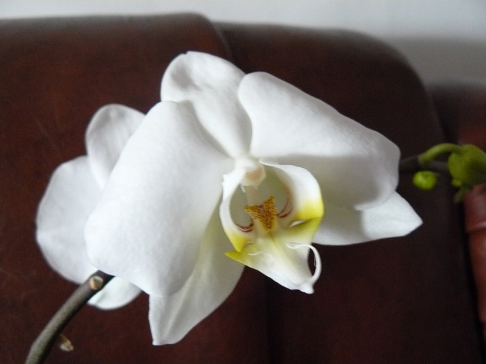 Floare din tija noua P1020138 - Orhidee