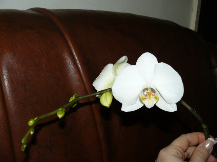 P1020140 - Orhidee