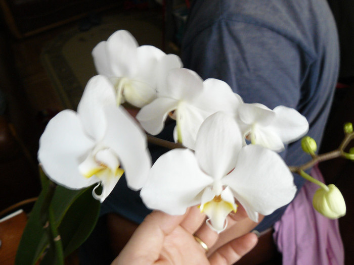 P1020146 - Orhidee