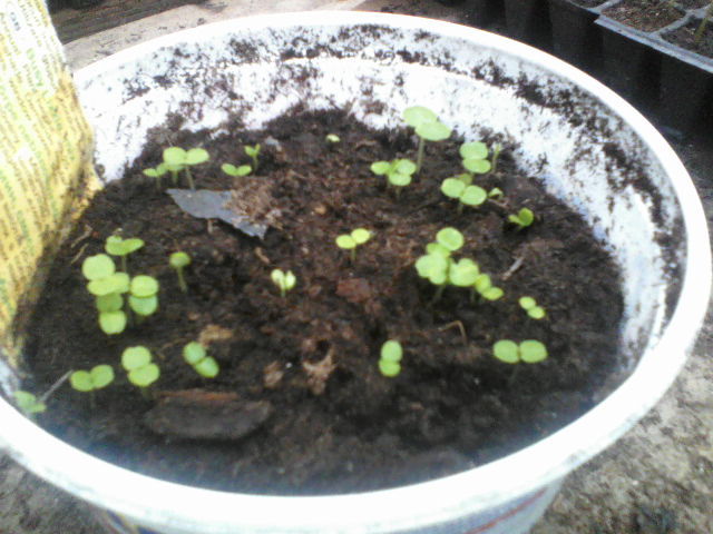 sporul casei a iesit in sfarsit!