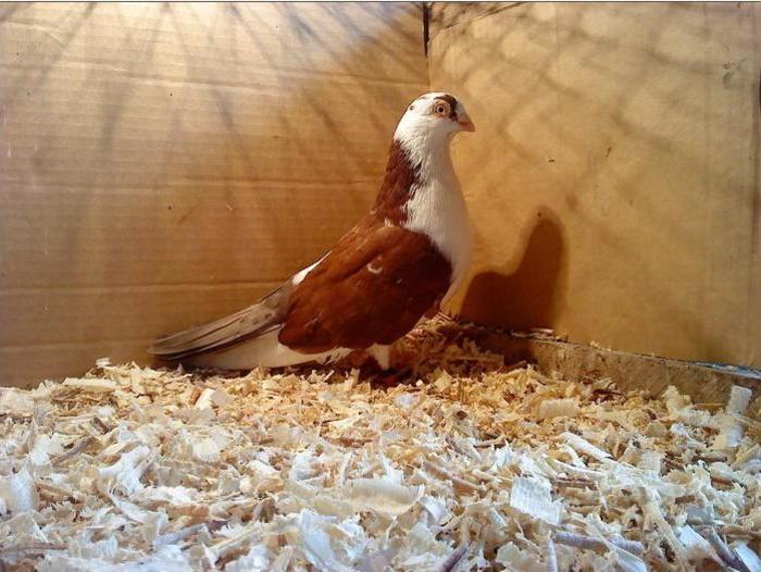 Dat in Bucuresti la Catalin - D- Porumbei JUCATORI DE GALATI VANDUTI Album 1