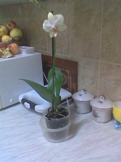 Achizitie noua... - Orhidee 2012