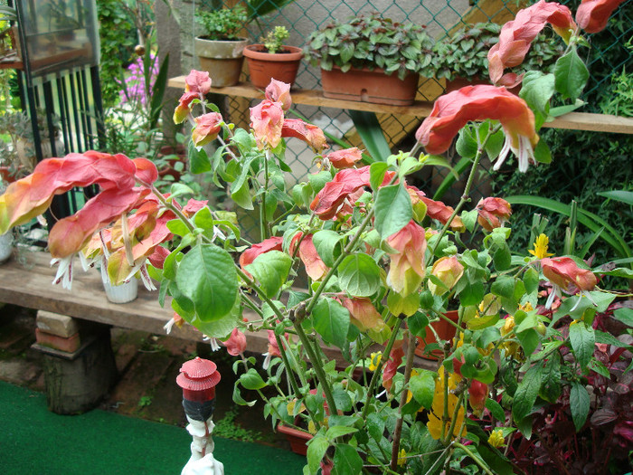 019 BELOPERONE CARNOSA