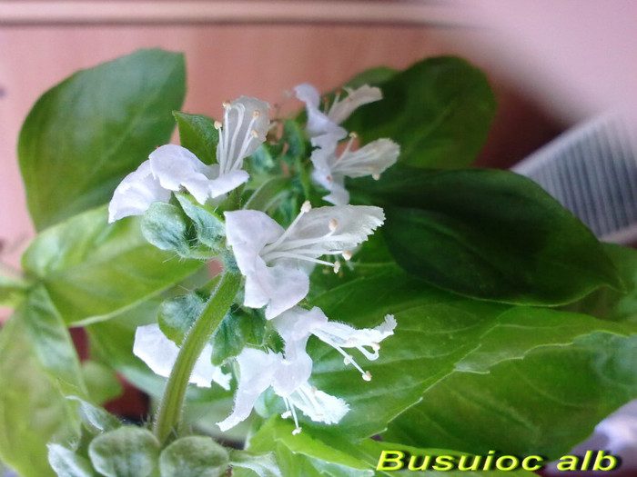 Busuioc alb (17-02-2012) - Alte flori