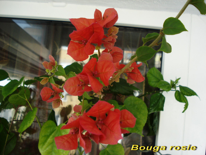 Bouga rosie (17-02-2012)