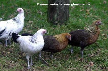 db_Kuken131[1] - 6 Varietati culoare Pitica Germana