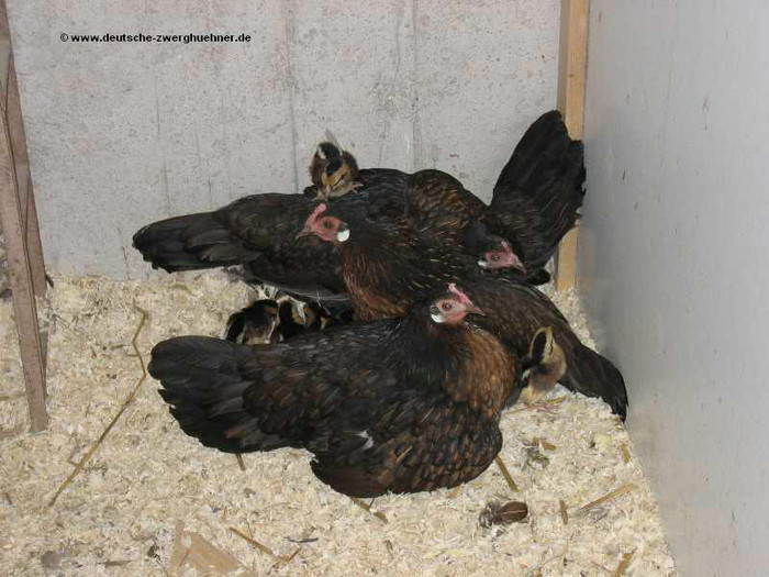 Glucken_2007_(2)[1] - 6 Varietati culoare Pitica Germana