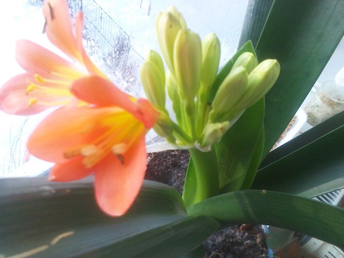 18.februarie 2012 - clivia 2012