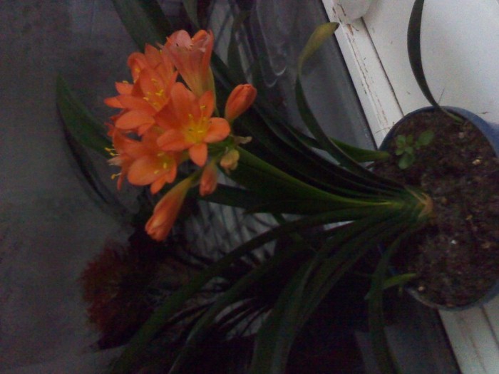 P120221041 - clivia 2012