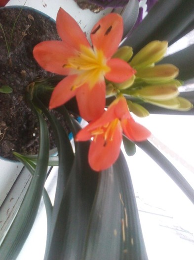 P120215025 - clivia 2012