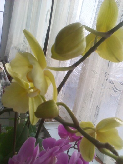 ultima nepusa - orhidee 2012