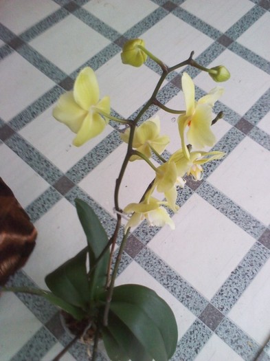 P120221019 - orhidee 2012