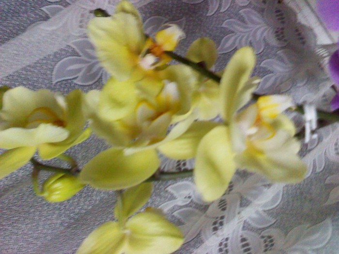 P120221048 - orhidee 2012