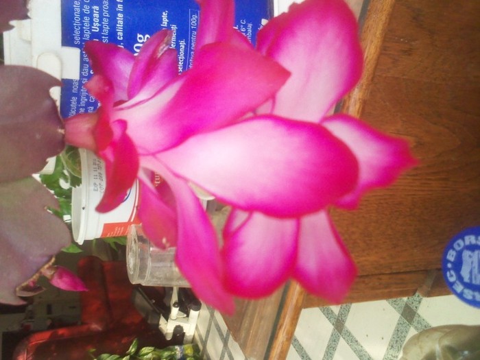 18.02.2012 - schlumbergera 2011_2012
