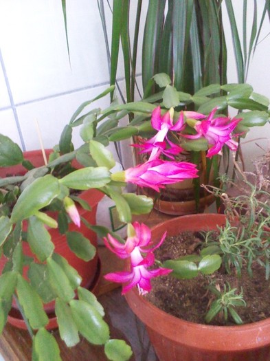 P120221001 - schlumbergera 2011_2012