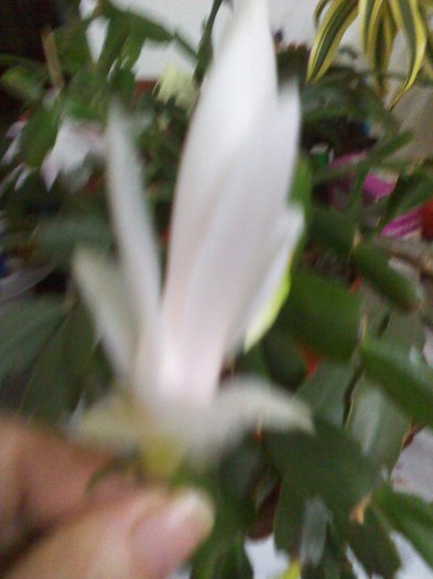 21.02.2012 - schlumbergera 2011_2012
