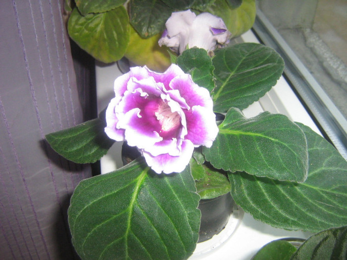 gloxinia