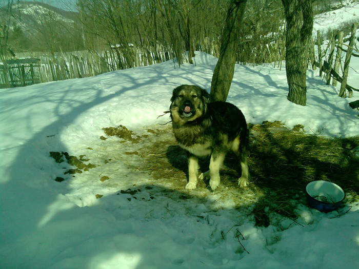 caini (7); caine 4 ani
