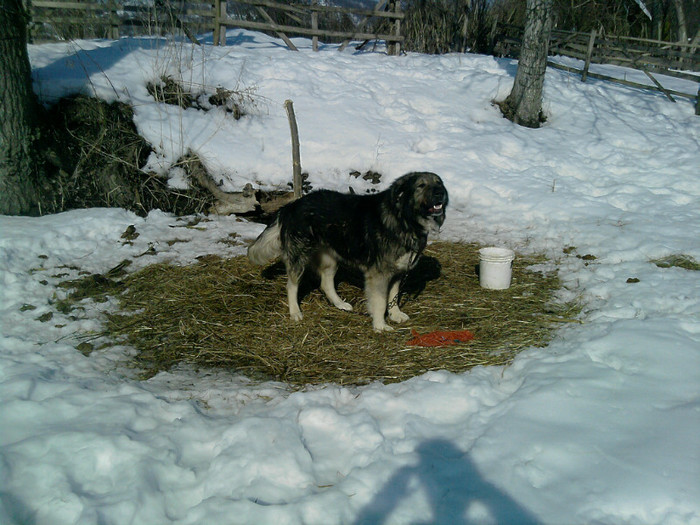 caini (3); caine 4 ani
