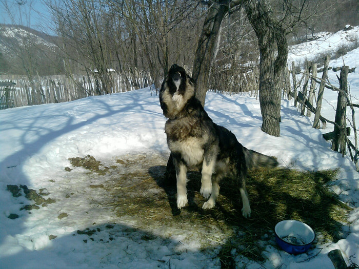 caini (4); caine 4 ani
