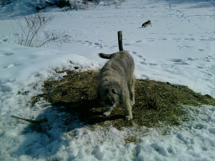 caini (6); catea 5 ani
