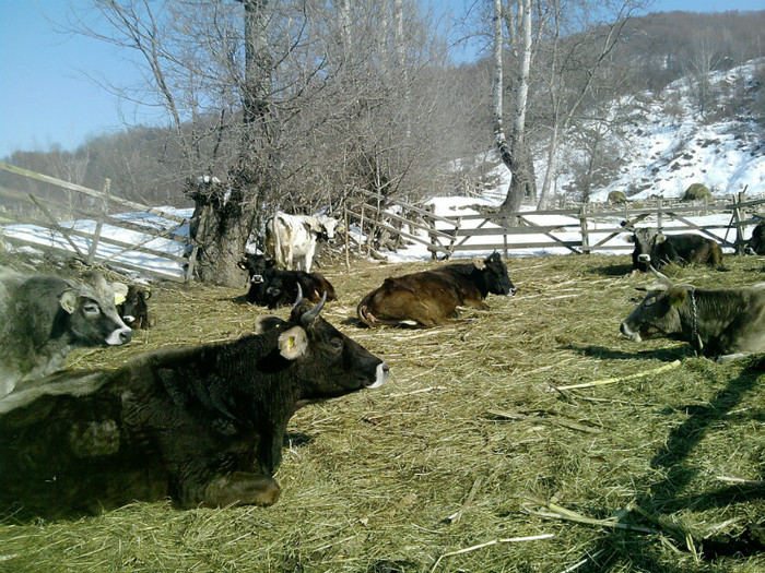 vaci (2) - Vaci