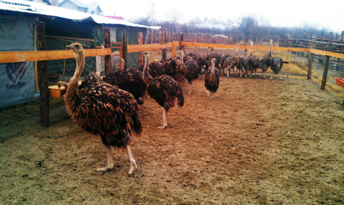 IMAG0112; pui de 5 luni
