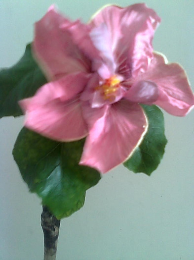 Imagine1830 - HIBISCUS-2012