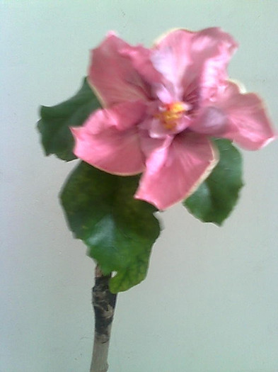 Imagine1831 - HIBISCUS-2012