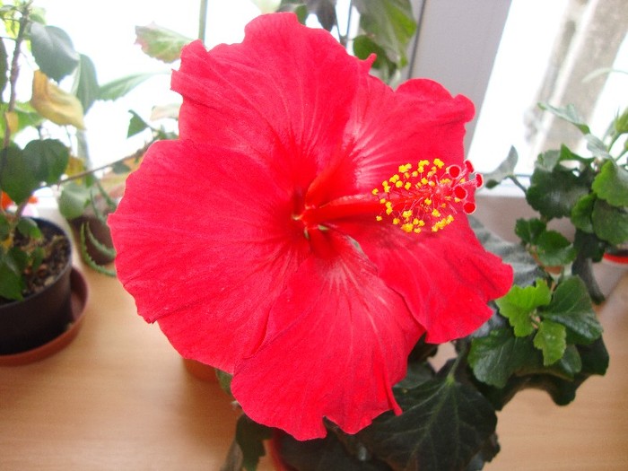  - hibiscusi