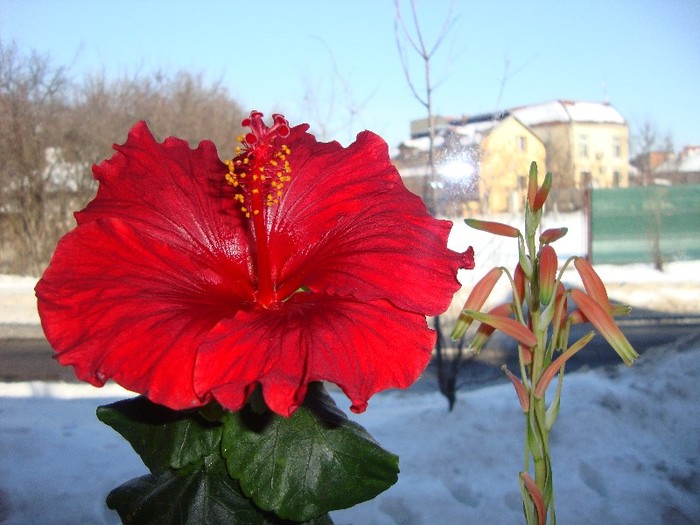  - hibiscusi